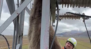 Erzurum'da elektrik direğine çıkan yavru bozayı akıma kapılarak telef oldu
