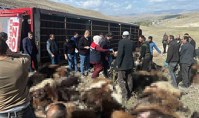 Erzurum'da hayvan yüklü tır devrildi: 130 küçükbaş hayvan telef oldu