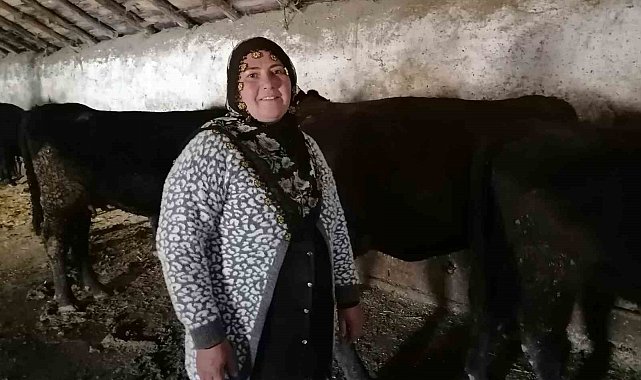Erzurum'un Hınıs ilçesinde "kırsalda bereket" projesi ile ilk buzağılar doğdu