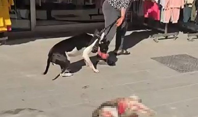 Esenyurt'ta Pitbull sokak kedisini parçaladı, vatandaş tepki gösterdi