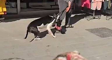Esenyurt'ta Pitbull sokak kedisini parçaladı, vatandaş tepki gösterdi