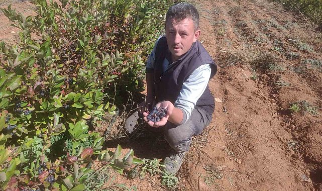 Eskişehir'de aronya yetiştiriciliği: 'Süper meyve' şifa dağıtıyor
