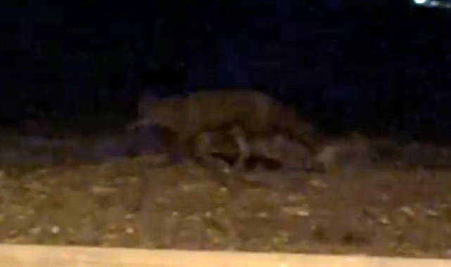 Eskişehir'de gece saatlerinde sokakta görülen tilki kamerada