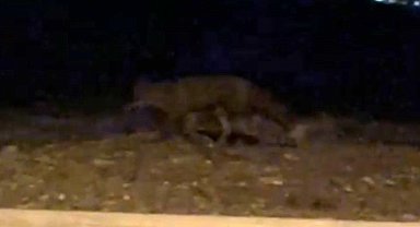 Eskişehir'de gece saatlerinde sokakta görülen tilki kamerada