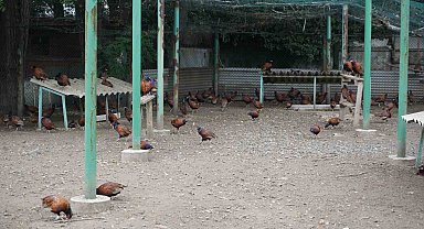 Fındığın düşmanına karşı sülünlü mücadele