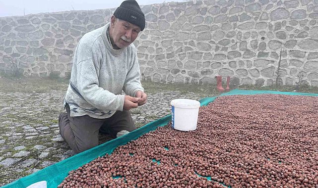 Fındık üreticisinin fındık kurutma çilesi yaylada da devam ediyor