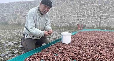Fındık üreticisinin fındık kurutma çilesi yaylada da devam ediyor