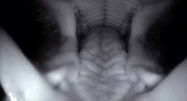 Fotokapanı yemeye çalıştı, Domuzun ağzının içi saniye saniye görüntülendi