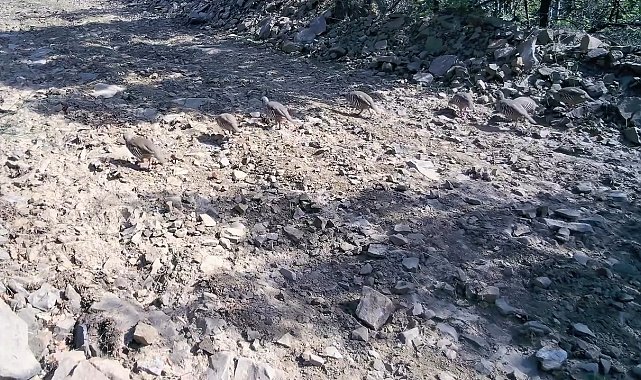 Ganos Dağları'nda keklik sürüsü fotokapanlara yansıdı