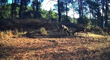 Ganos Dağları'nda nefes kesen mücadele: İki karaca boynuz boynuza