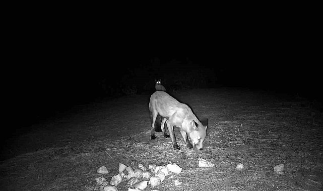 Ganos Dağları'nda yaban hayatı fotokapanlara yansıdı