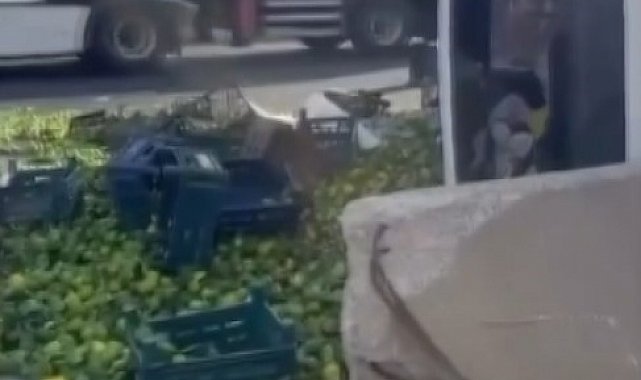 Gaziantep'te mandalina yüklü kamyon devrildi