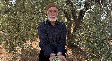 Gaziantep'te sofralık yeşil zeytin hasadı başladı