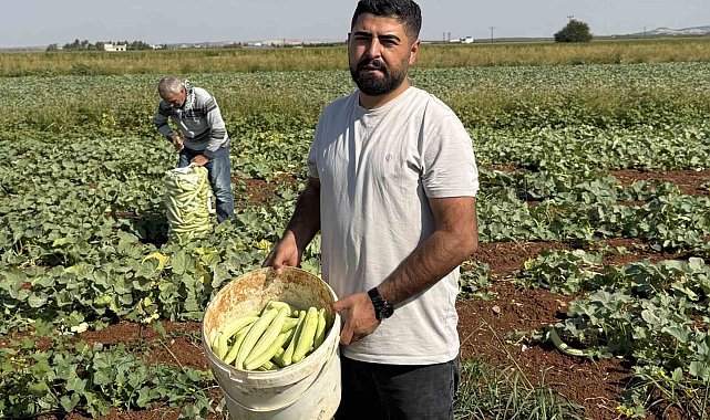 Gaziantep'te turşuluk acur hasadı başladı