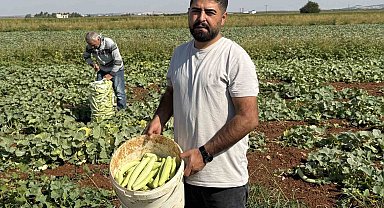 Gaziantep'te turşuluk acur hasadı başladı