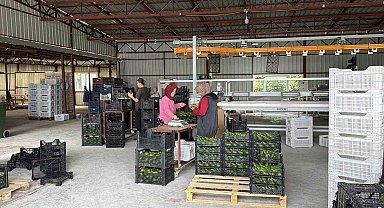 Gazipaşa avokadosu Gürcistan yolcusu