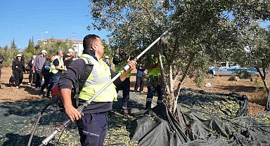 Gençler zeytin hasadını sahada öğrendi