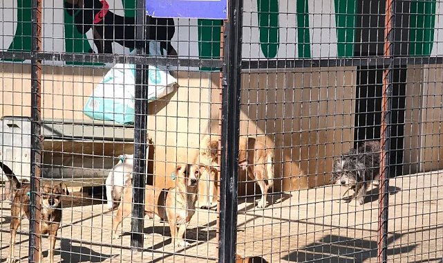 Germencik'te barınaktaki can dostlar yuvalarını bekliyor