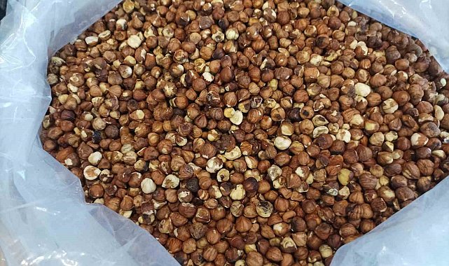 Giresun'da kokarca fındıkta rekolte ve randıman kaybına neden oldu
