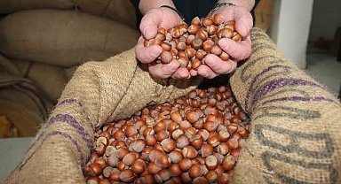 Giresun'da serbest piyasada fındık fiyatı 185 liraya geriledi