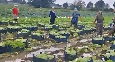 Göle dönen tarlalarda üreticiler mahsulleri kurtarmak için zamana karşı yarışıyor