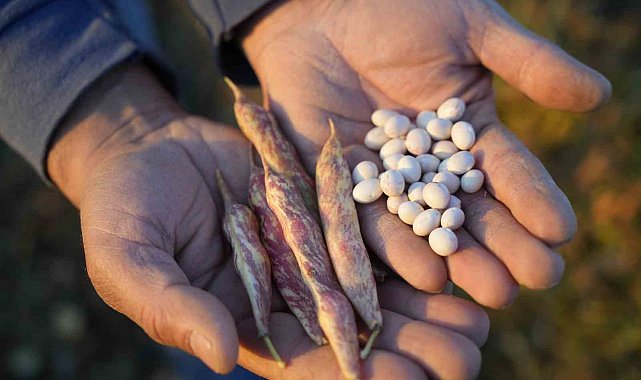 Guinness rekorlu Kelkit şeker fasulyesinde hedef Avrupa pazarı