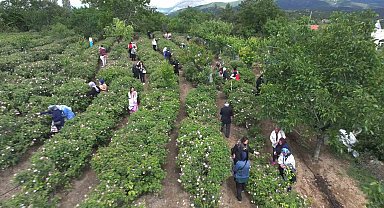 Gül çiçeği taban fiyatı 95 lira olarak belirlendi