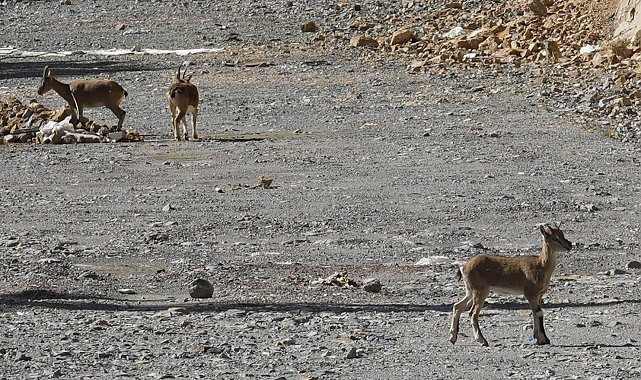 Gümüşhane'de yaban keçileri yol kenarında sürü halinde görüntülendi