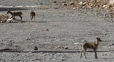 Gümüşhane'de yaban keçileri yol kenarında sürü halinde görüntülendi