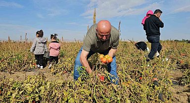 Hasköy'de vatandaşlar sebzelerini dalından kendileri topluyor