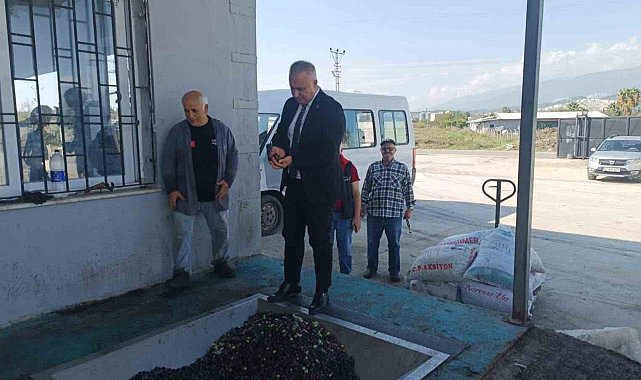 Hatay'da kaliteli zeytinyağı üretimi için hasat uyarısı