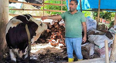 Hatay'da şap hastalığına karşı aşılama çalışmaları sürüyor