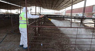 Hatay'da şap hastalığına karşı karasinek mücadelesi sürüyor
