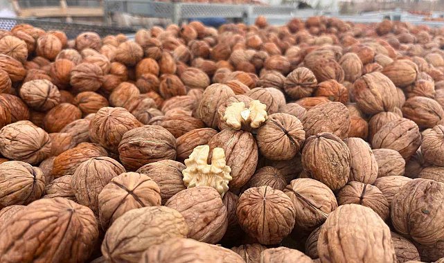 Hayrabolu'da ceviz üreticisinden 200 tonluk hasat hedefi