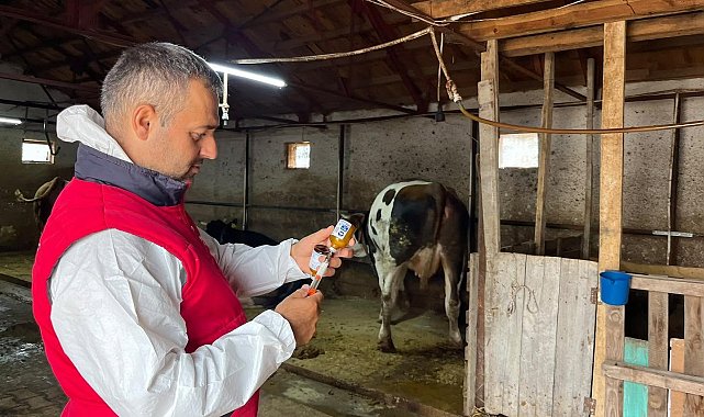 İhsaniye'de şapla mücadele sürüyor