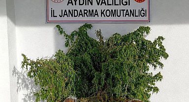 İncirliova'daki uyuşturucu baskınında 47 kök kenevir ele geçirildi