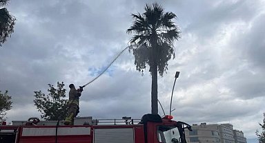 İskenderun'da yıldırımın isabet ettiği ağaç yandı