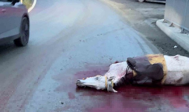 İstanbul'da korkunç kaza: Atın kopan bacağı otomobile saplandı