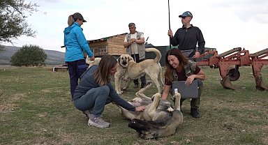 İtalyanlar Türk çoban köpeklerine hayran kaldı