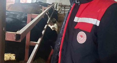 İthal hayvanların bulunduğu işletmelerde kontroller sürüyor