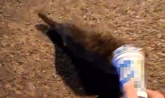 Kafasına plastik kutu sıkışan kedi, yardım için itfaiyeye gitti