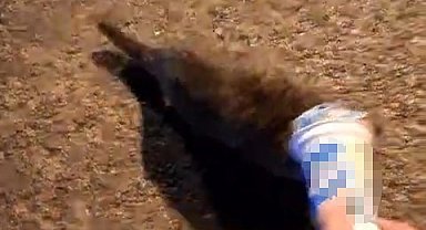 Kafasına plastik kutu sıkışan kedi, yardım için itfaiyeye gitti