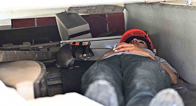 Kahraman fareler, enkaz altında kalanları kurtarmaya giden ekiplerin 'gözü' olacak