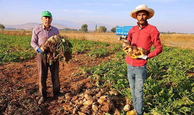 Kahramanmaraş'ta şeker pancarı hasadı başladı
