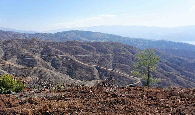 Kahramanmaraş'ta yanan ormanlara 1 milyon fidan dikilecek