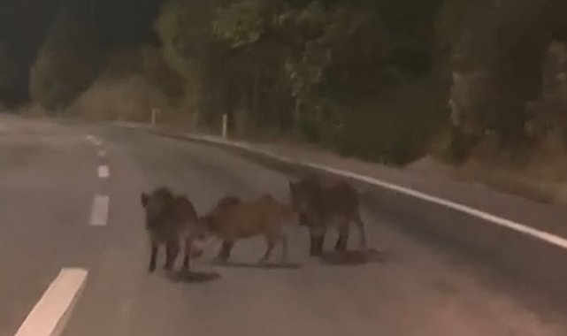 Kahramanmaraş'ta yolda domuz sürüsü