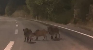 Kahramanmaraş'ta yolda domuz sürüsü