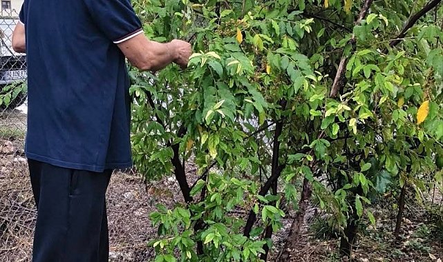 Kahramanmaraşlı üretici 'Japon İğdesi' yetiştirdi