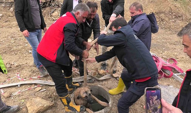 Kanalizasyon çukuruna düşen köpeği itfaiye kurtardı