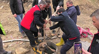 Kanalizasyon çukuruna düşen köpeği itfaiye kurtardı
